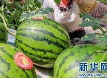 911爆料最新消息今日吃瓜,今日吃瓜大揭秘,真相令人震惊! 第2张 911爆料最新消息今日吃瓜,今日吃瓜大揭秘,真相令人震惊! 第2张